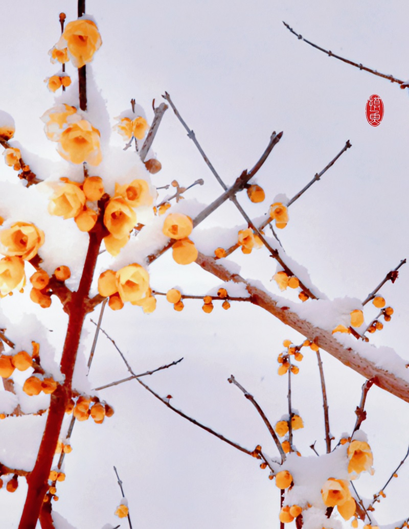 雪见腊梅（外二首）