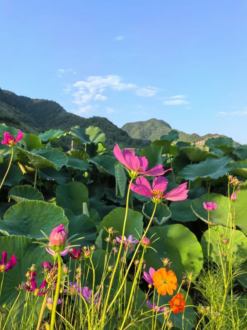 赏荷——时间都去哪了